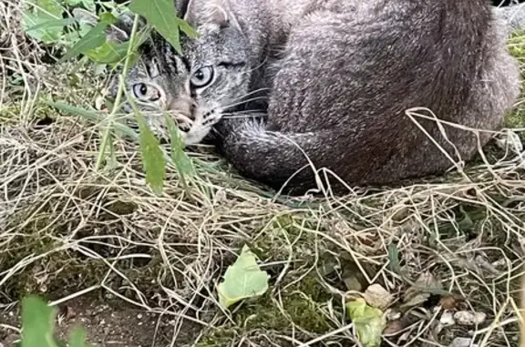 Chat gris tigré trouvé, peureux, Rue Ravel - photo