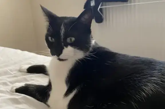 Lost Black & White Cat: Dexter Missing!