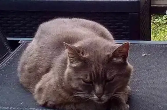 Chatte grise stérilisée disparue à Malvalette - photo