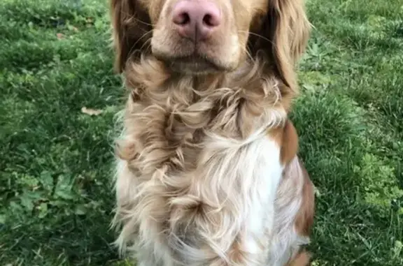 Chien perdu Ingrandes, photo : Chienne épagneul breton perdue à Ingrandes