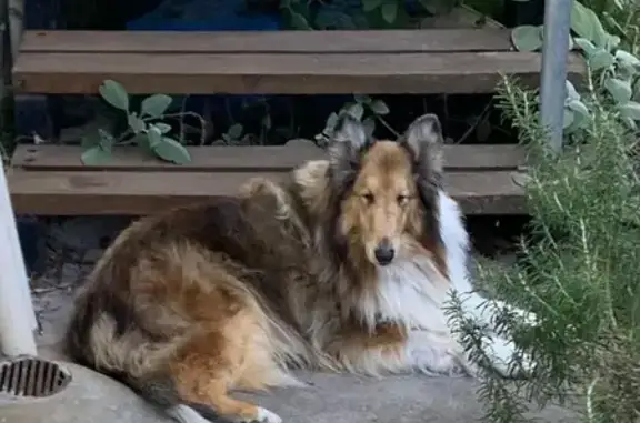 Missing Sable Rough Collie in Mornington