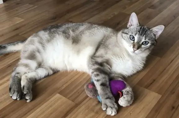 Chat perdu, Soulac-sur-Mer, photo: Chat Européen Siamois Disparu à Soulac