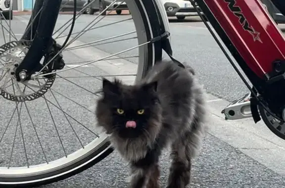 Chat mâle persan trouvé, câlin, Rue Lucien Carlier - photo