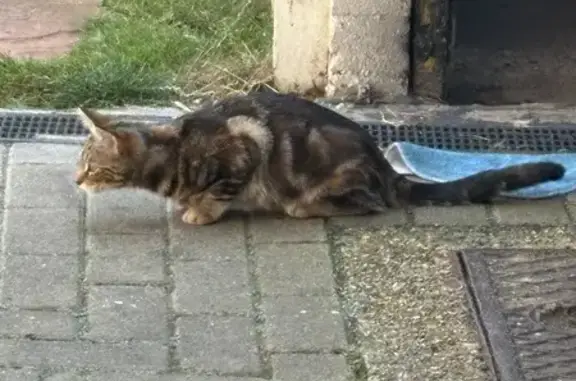 Found Cat in Shed: Finchingfield Ave, 50