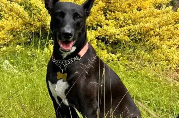 Animaux perdus , photo: Chienne noire croisée perdue à Ervauville