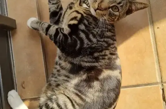 Lost Tabby Cat in Pretoria East - Help!