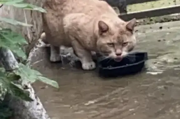 Chat mâle roux clair trouvé à Lille - photo