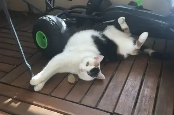 Animaux trouvés Toulouse, photo: Chatte tricolore 11 ans disparue à Toulouse
