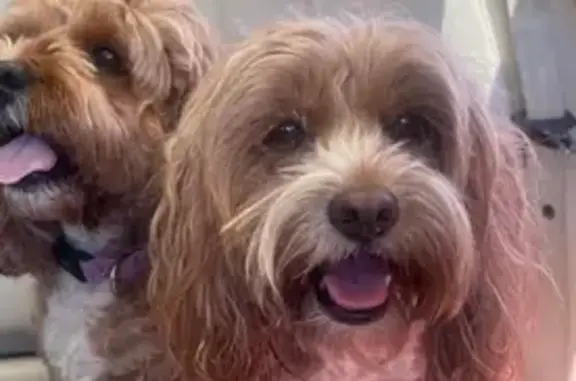 Help Find Daisy: Lost Cavoodle in Waverley!