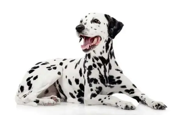 Dalmatien trouvé, jeune, Bordeaux, non blessé - photo