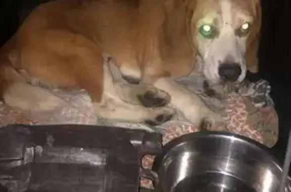 Beagle mâle sauvé de la noyade et soigné - photo