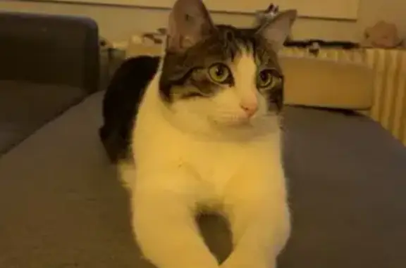 Chat Européen mâle perdu à Dijon - photo