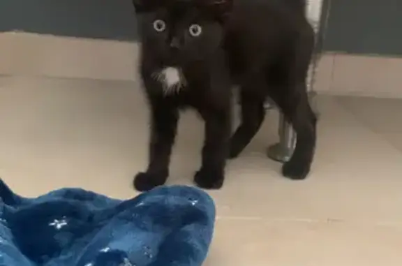 Chaton femelle noire trouvée à Pont-du-Casse - photo