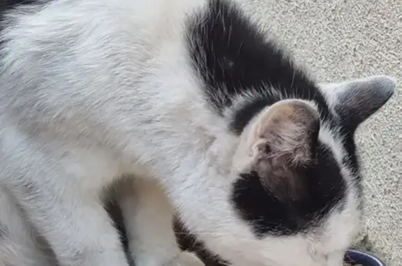 Animaux trouvés Pérols, photo: Chat noir et blanc trouvé mal en point à Pérols