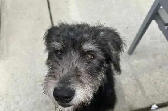 Found Young Irish Wolfhound Mix in Indy