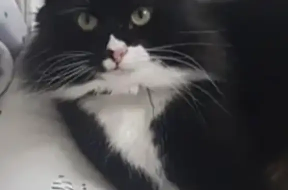 Lost Black & White Long-Haired Cat in Muirhouse