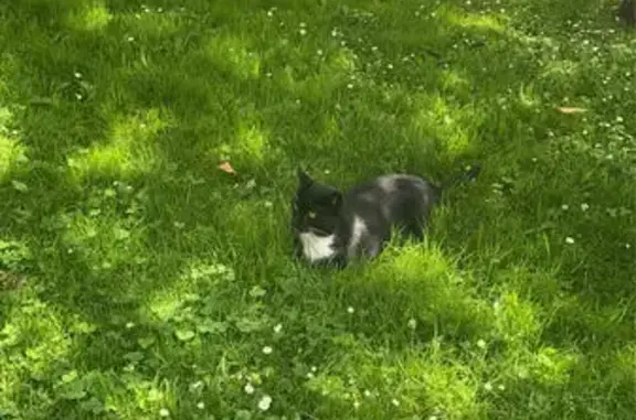 Chat noir et blanc trouvé près du Square Mérimée - photo