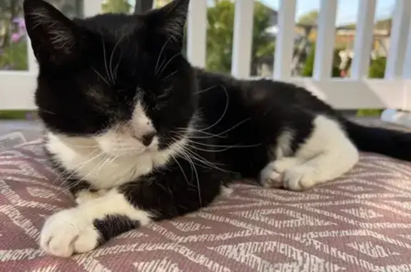 Lost Tuxedo Cat in Oakwood Hills - Help!