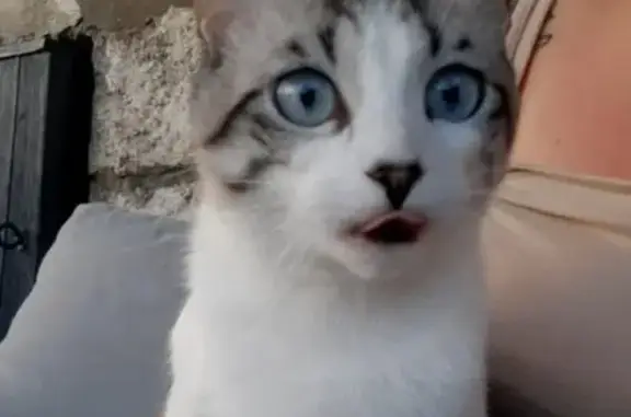 Animaux perdus Metz, photo: Chat perdu : grise et blanche, yeux bleus, Metz