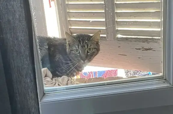 Chat trouvé à Marseille, cour commune - photo