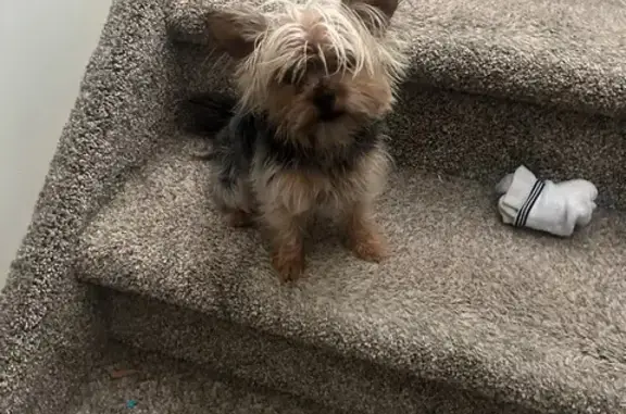 Missing Chorkie: Tan, Gray & Black - South Salt Lake