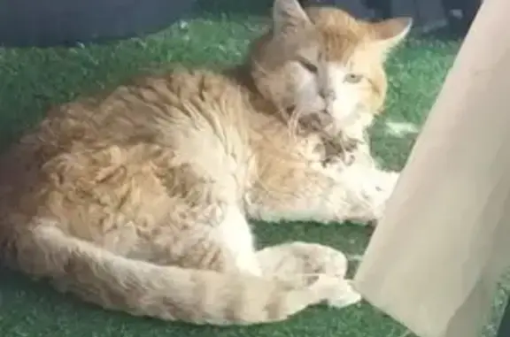 Chat roux blessé trouvé à Beaumont (63110) - photo