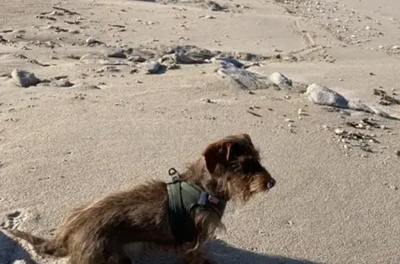 Chien perdu Le Croisic, photo : Teckel à poils durs disparue au Croisic