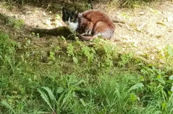 Chat noir et blanc trouvé à Oloron-Sainte-Marie - photo