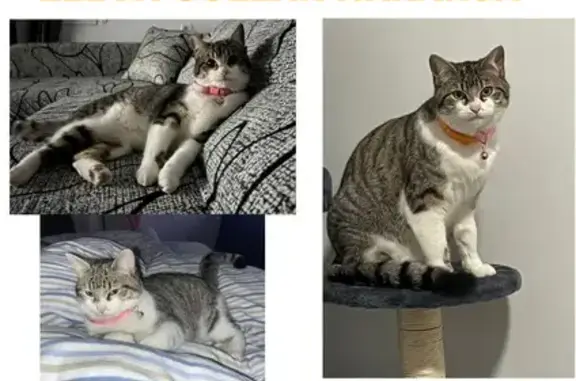 Gatos perdidos, , foto: ¡Gata Perdida en Olías del Rey! Luna, Blanca y Gris