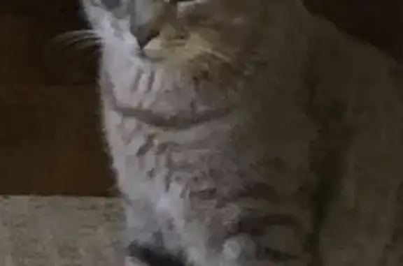 Missing Gray Tabby Cat in Murphysboro, IL