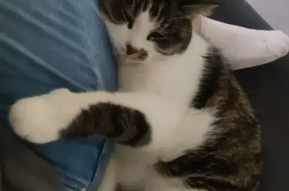 Animaux perdus Valencin, photo: Chat tigré marron-blanc perdu, Valencin