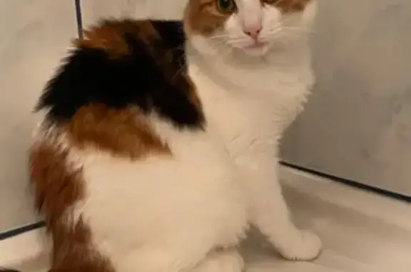 Chat perdu, , photo: Chatte tricolore disparue à Ploemeur