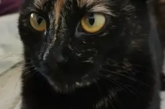 Chat perdu : écaille de tortue noire et rousse - photo