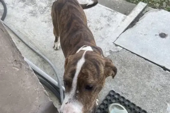 Chien marron rayé trouvé au Cuing - photo