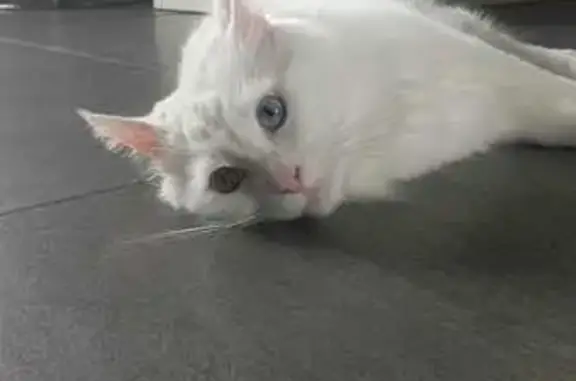 Chat Maincoon blanc perdu à Plouvien - photo
