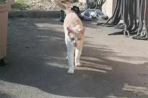 Chat mâle beige-blanc trouvé à Louhans - photo