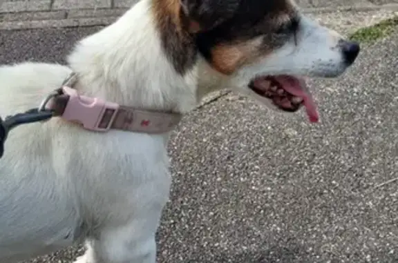 Animaux trouvés , photo: Chien Lilly 16 ans retrouvée à Voelfling