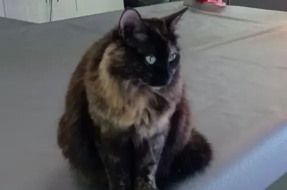 Chat perdu, Saint-Romain-de-Jalionas, photo: Chatte angora écaille perdue à Saint-Romain