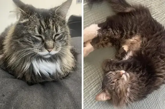 Animaux perdus Grosseto-Prugna, photo: Disparition du chat Zizoli à Grosseto-Prugna