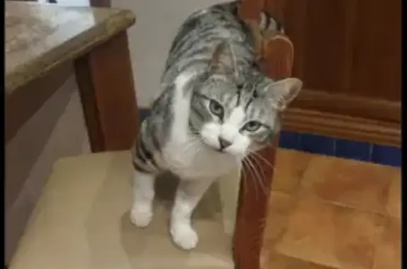 ¡Gato Perdido! Blanco y Negro, Rabo Roto en Fuengirola