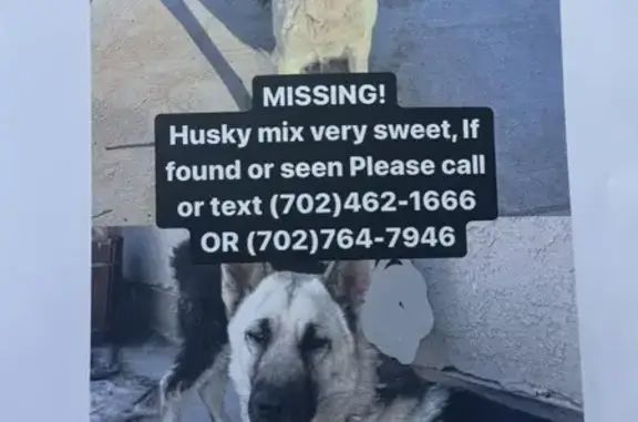 Lost Husky Mix: Sweet Male, Grey/Black, Las Vegas