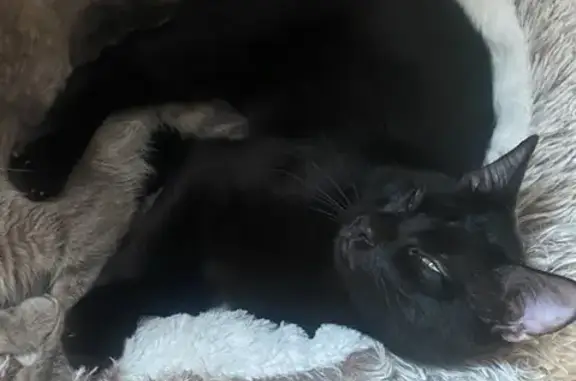 Chat noir 1 an perdu sur l'A8 à Puget-sur-Argens - photo