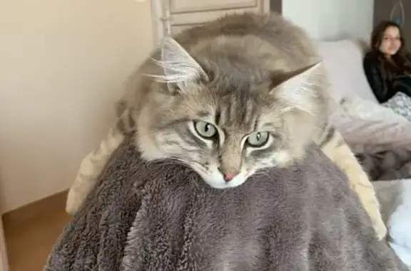 Chat timide perdu à Exireuil, Aidez-nous ! - photo