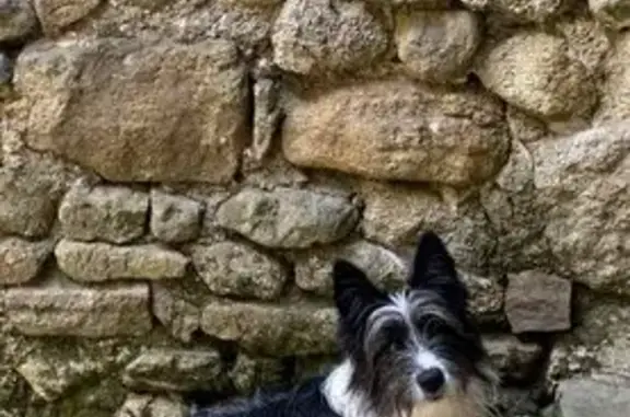 Chien perdu Saint-Jean-du-Gard, photo : Chiens disparus à St-Jean-du-Gard