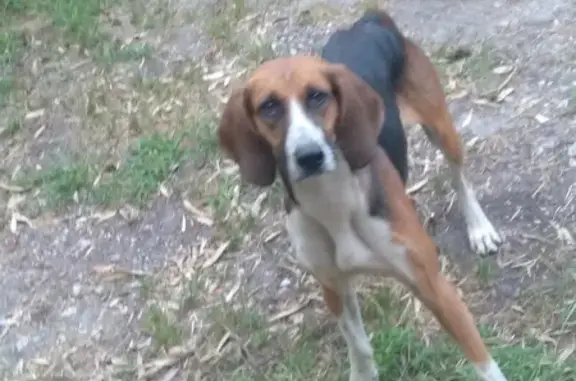 Chien trouvé farouche à Rion-des-Landes - photo