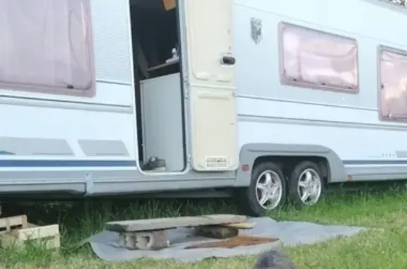 Animaux perdus , photo: Chatte tigrée disparue à Saint-Jean-Trolimon
