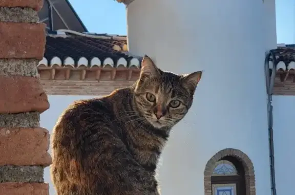 🌟 ¡Gato Perdido en La Zubia! NOA, 4 Años 🌟