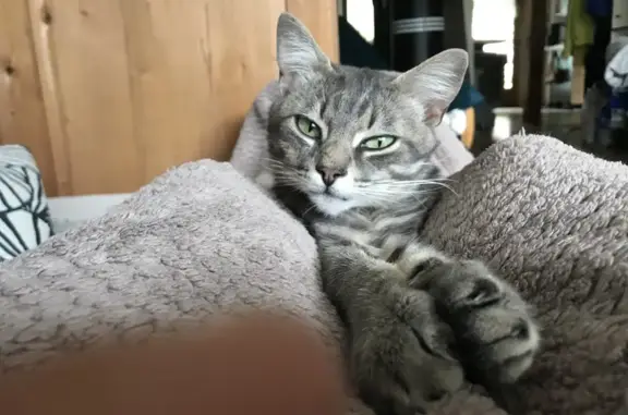 Chat gris européen perdu aux Villards, 3 ans - photo