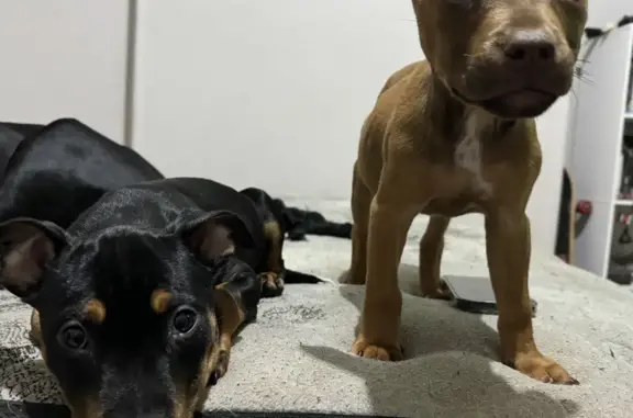 Lost Puppies: Black & Brown in Sydney