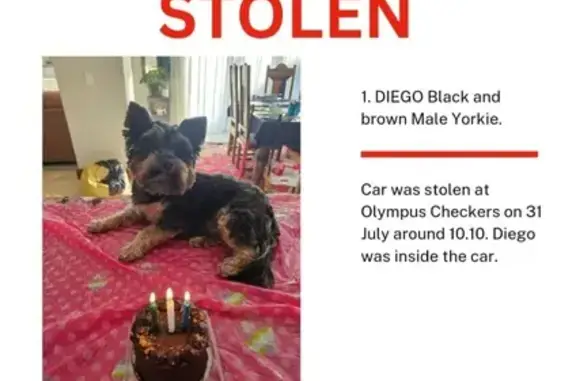 Missing Yorkshire Terrier in Pretoria